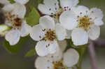 Sandhill hawthorn